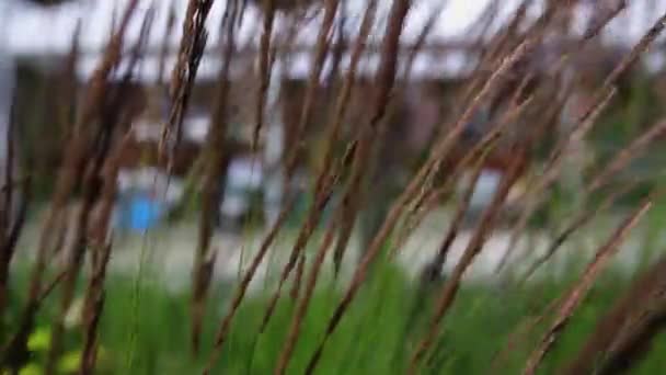 Grande Herbe Hortensia Fleurs Hortensia Avec Des Stands Marché Fermier — Video