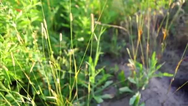 Toca Marmot Terrier Encontrado Parque Com Grama Alta Plantas Por — Vídeo de Stock