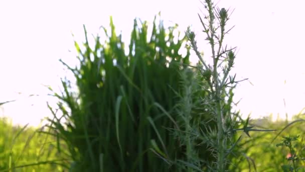 Grandes herbes, plantes et fleurs sauvages avec des fusées éclairantes, à côté d'un parking au coucher du soleil (Paquet de 5 scènes, remontant )