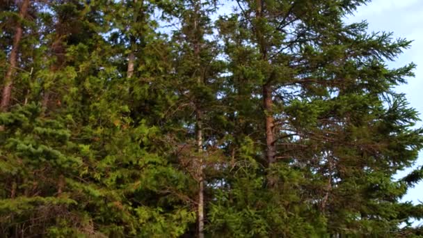 Pohon Pohon Hutan Boreal Cedar Pohon Cemara Dan Cemara Pada — Stok Video