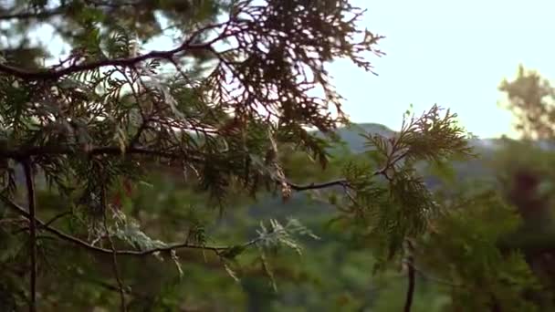 Cedar Drzewa Idealny Letni Dzień Zachodzie Słońca Pakiet Zamknij Się — Wideo stockowe