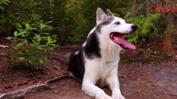 アラスカン ハスキー犬は北方林 つのシーン別の固定角度で撮影のパッケージで岩の上を敷設しながら位置を変更します — ストック動画