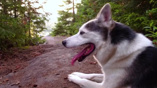 Alaskan Husky Cane Sdraiato Una Roccia Una Foresta Boreale Con — Video Stock