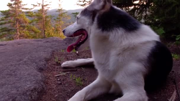 Alaskan Husky Dog Legt Sich Auf Die Bergkuppe Eines Borealen — Stockvideo
