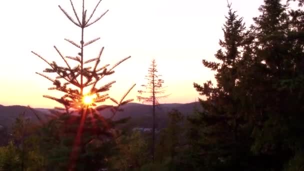 Горизонт Заході Сонця Вид Ялинки Вершині Бореального Лісу Подорожуючи Вгору — стокове відео