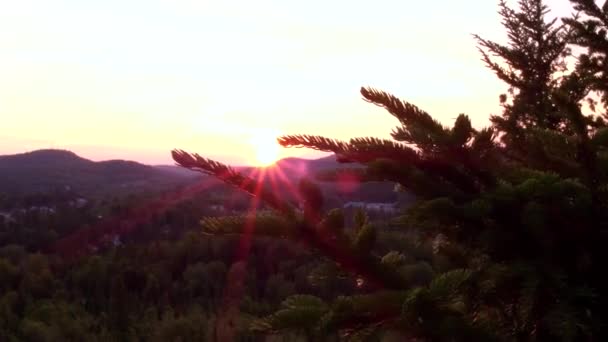 日落时的地平线 从云杉树枝后面看 在北方森林的山顶上 平移左 — 图库视频影像