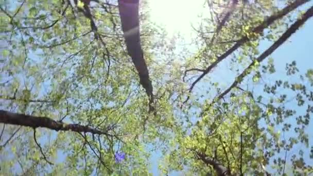 Włączenie Zegara Pod Górną Warstwą Korony Drzewa Słoneczny Dzień Pakiet — Wideo stockowe