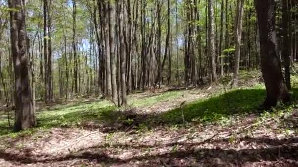 Caminar Bosque Día Soleado Paquete Escenas Viajar Hacia Adelante Viajar — Vídeo de stock