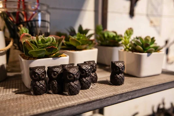 Succulents and trinkets in homeware shop — Stock Photo, Image