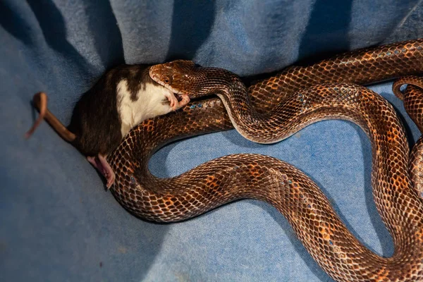 Pet serpente tempo de alimentação — Fotografia de Stock