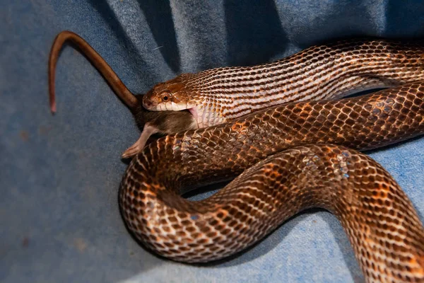 Pet serpente tempo de alimentação — Fotografia de Stock