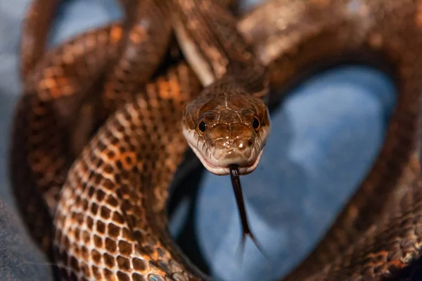 Pet serpente tempo de alimentação — Fotografia de Stock