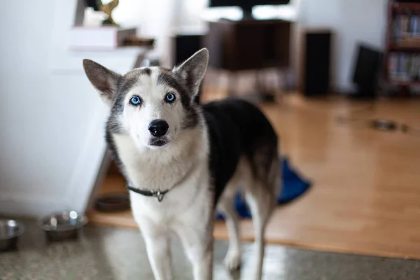 Ev ortamında mavi gözlü husky köpek. — Stok fotoğraf