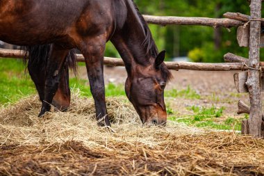 Çeşitli insanlar ruhani toplantılardan hoşlanırlar.
