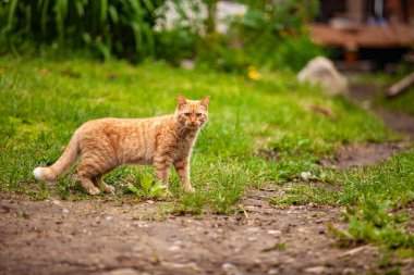 Çeşitli insanlar ruhani toplantılardan hoşlanırlar.