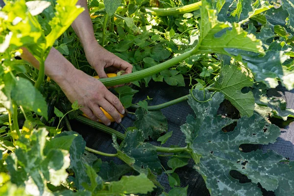 Çiftçiler ekolojik çiftlikteki ekinlerle ilgilenirler..