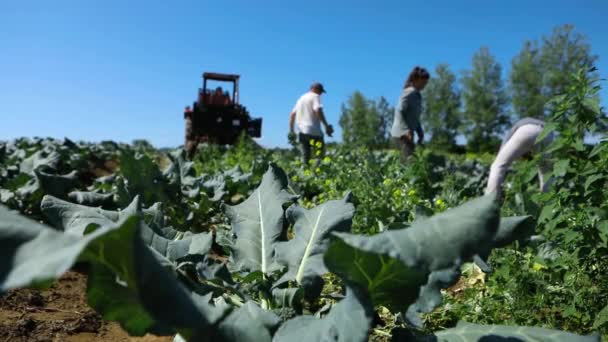 Εθελοντική εργασία σε οικολογικές γεωργικές καλλιέργειες. — Αρχείο Βίντεο