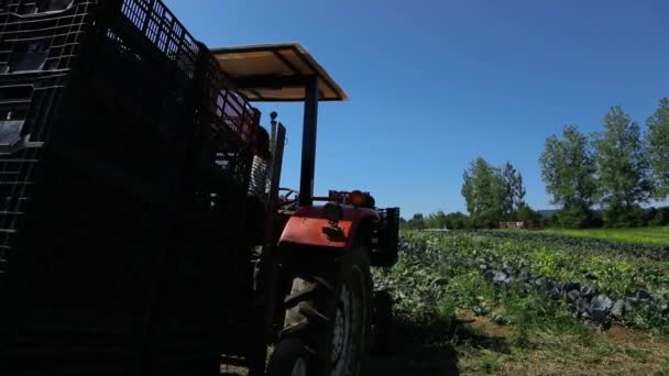 Gönüllü olarak ekolojik tarım ekinleri üzerinde çalış. — Stok video