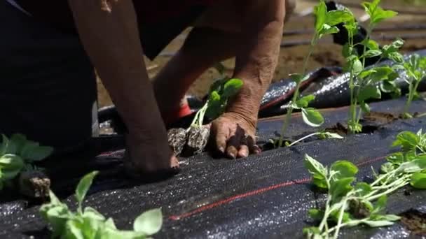 Trabajo voluntario en cultivos agrícolas ecológicos . — Vídeo de stock