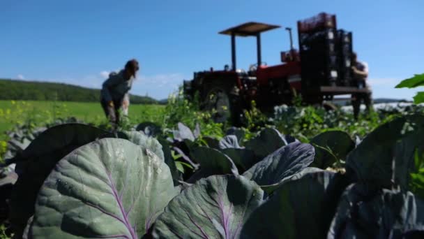 Volunteer work on ecological farm crops. — Stock Video