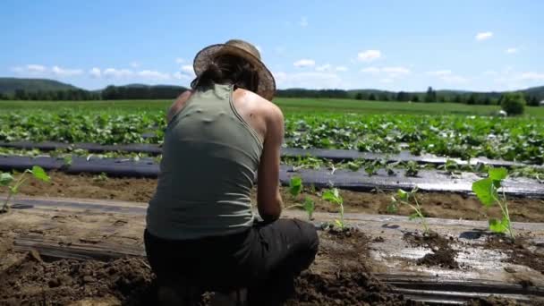 Vrijwilligerswerk voor ecologische landbouwgewassen. — Stockvideo