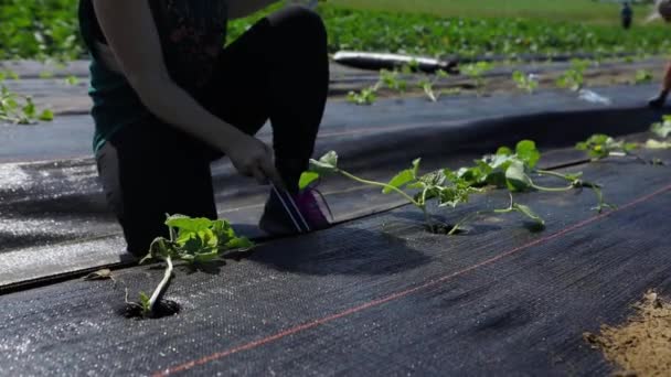 Trabajo voluntario en cultivos agrícolas ecológicos . — Vídeo de stock