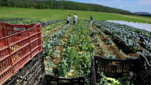 Volunteer work on ecological farm crops. — Stock Video