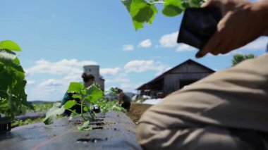 Gönüllü olarak ekolojik tarım ekinleri üzerinde çalış.
