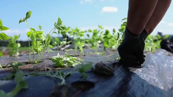 Trabajo voluntario en cultivos agrícolas ecológicos . — Vídeo de stock