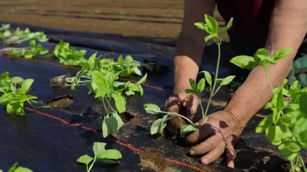 Trabajo voluntario en cultivos agrícolas ecológicos . — Vídeo de stock