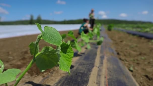 Vrijwilligerswerk voor ecologische landbouwgewassen. — Stockvideo