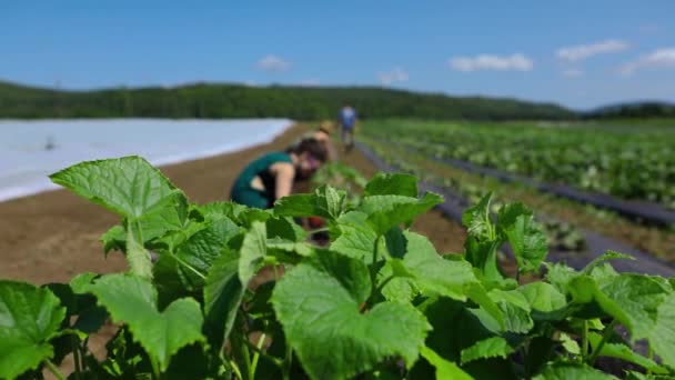 Εθελοντική εργασία σε οικολογικές γεωργικές καλλιέργειες. — Αρχείο Βίντεο