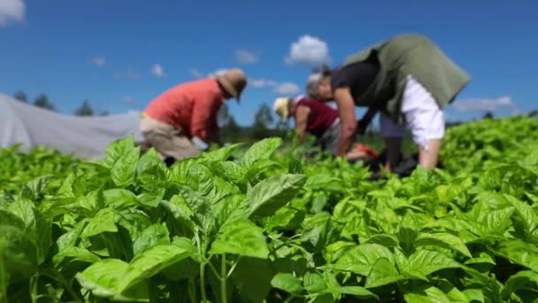 Travail bénévole sur les cultures agricoles écologiques . — Video