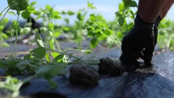 자원 봉사로 생태계의 농작물을 재배하는 모습. — 비디오