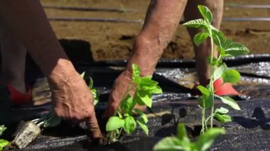 Gönüllü olarak ekolojik tarım ekinleri üzerinde çalış.
