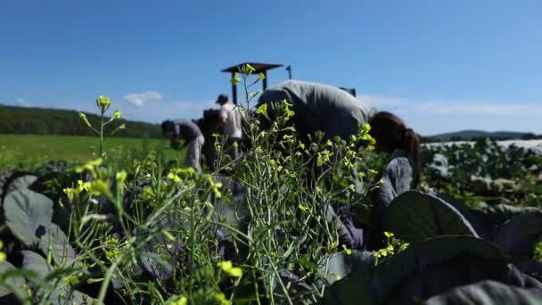 Volunteer work on ecological farm crops. — Stock Video