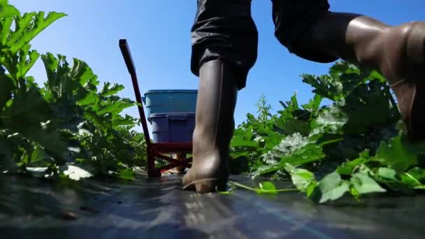 Vrijwilligerswerk voor ecologische landbouwgewassen. — Stockvideo