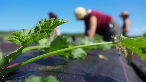 Freiwilligenarbeit für ökologische Feldfrüchte. — Stockvideo