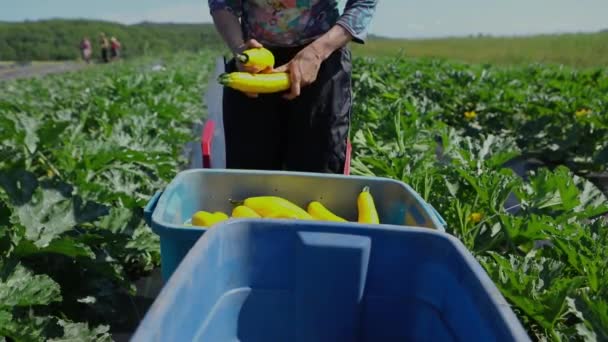 Trabalho voluntário em culturas agrícolas ecológicas . — Vídeo de Stock