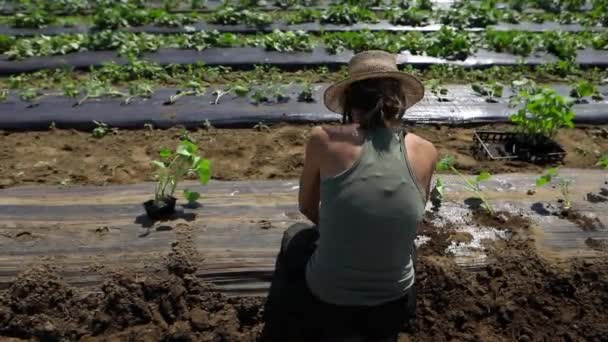 Volunteer work on ecological farm crops. — Stock Video