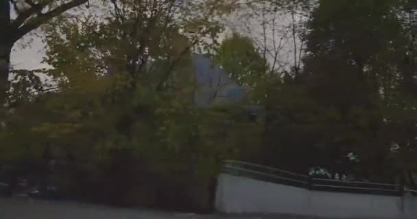 Árboles vista mientras conduce en la avenida de pino . — Vídeos de Stock