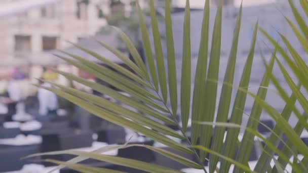 Rostlinné listy na terase restaurace — Stock video