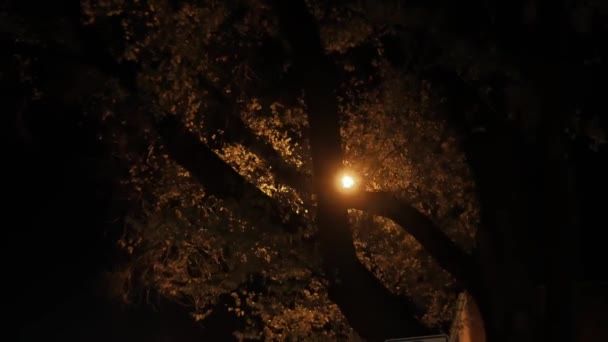 Árvores cobrindo céu e lâmpada de rua à noite — Vídeo de Stock