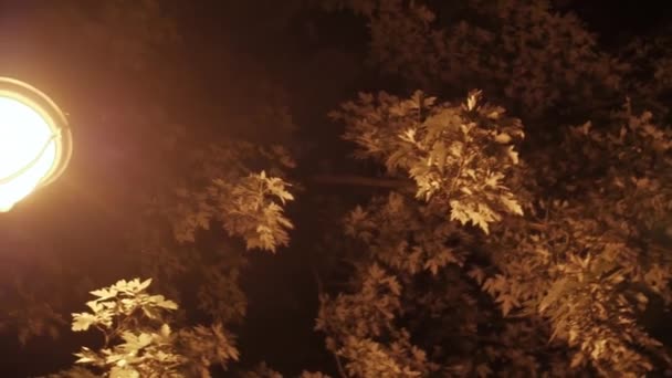 Arbres sur une route sombre et vide avec réverbère — Video