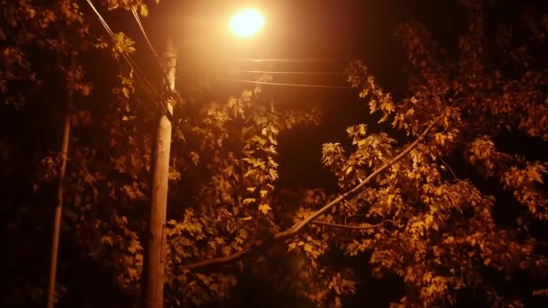 Karanlık, boş bir yolda sokak lambası olan ağaçlar. — Stok video