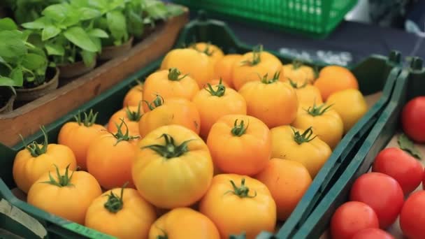 Outdoor farmers market with fresh produce — Stock Video