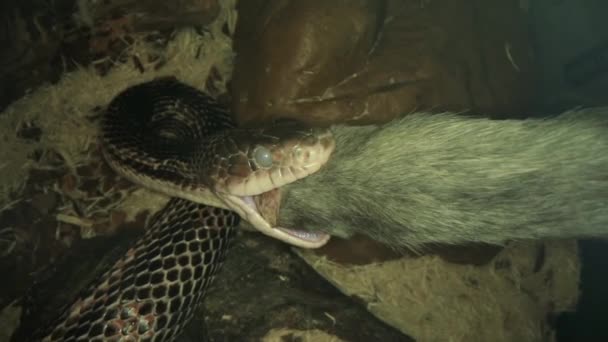 一条老鼠蛇试图吞下完全的老鼠. — 图库视频影像