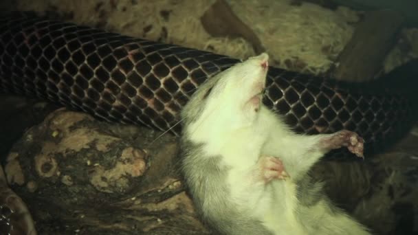 Un serpente ratto striscia intorno alla sua preda ratto morto. — Video Stock