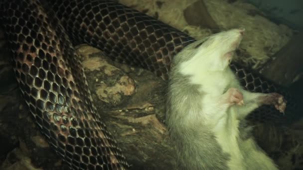 Död råtta närbild, måltid för en sällskapsdjur råtta orm. — Stockvideo