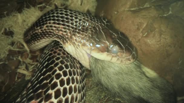 Un serpente rapace che cerca di ingoiare un topo completo. — Video Stock